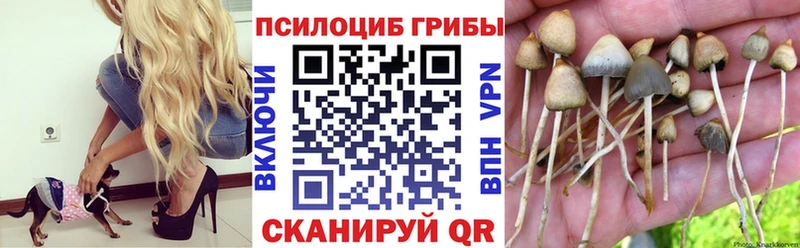 Псилоцибиновые грибы Cubensis  MEGA ССЫЛКА  Елизово  купить  сайты 
